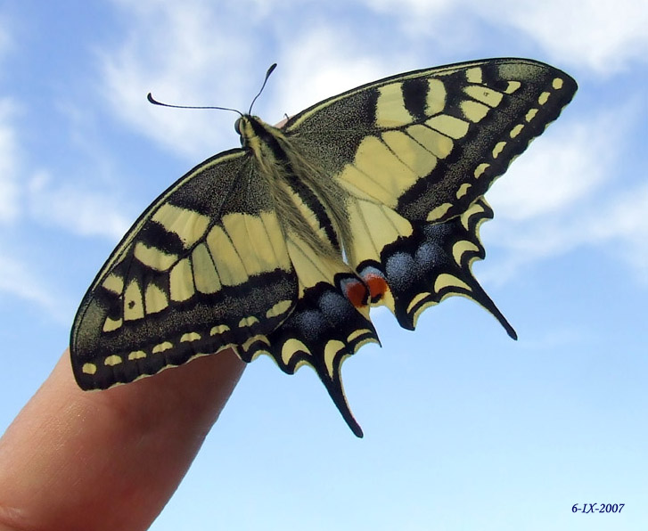 Le trasformazioni di Papilio machaon